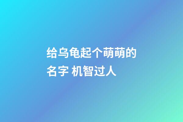 给乌龟起个萌萌的名字 机智过人